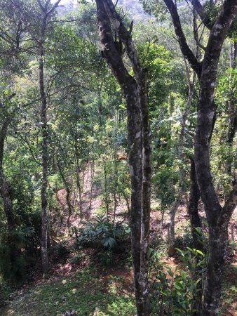 Evergreen Spicegarden